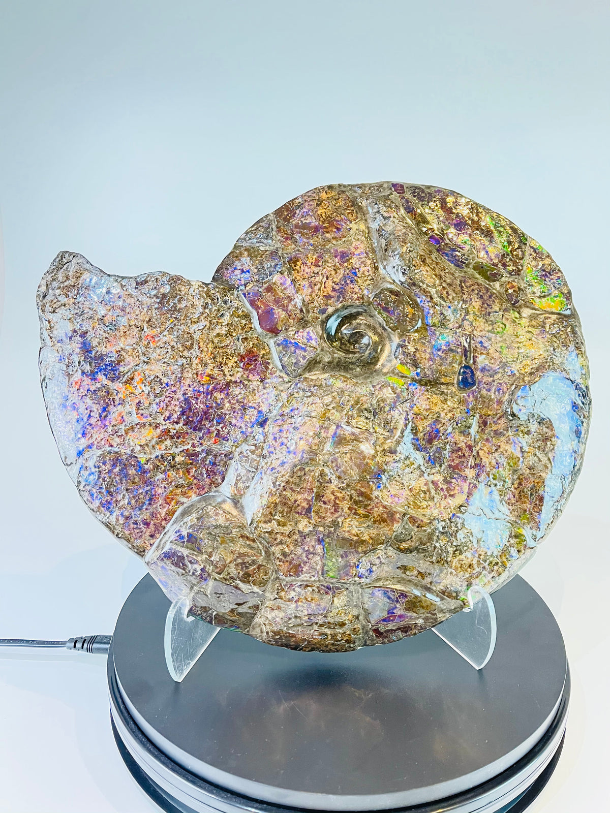 Eddie the Ammolite