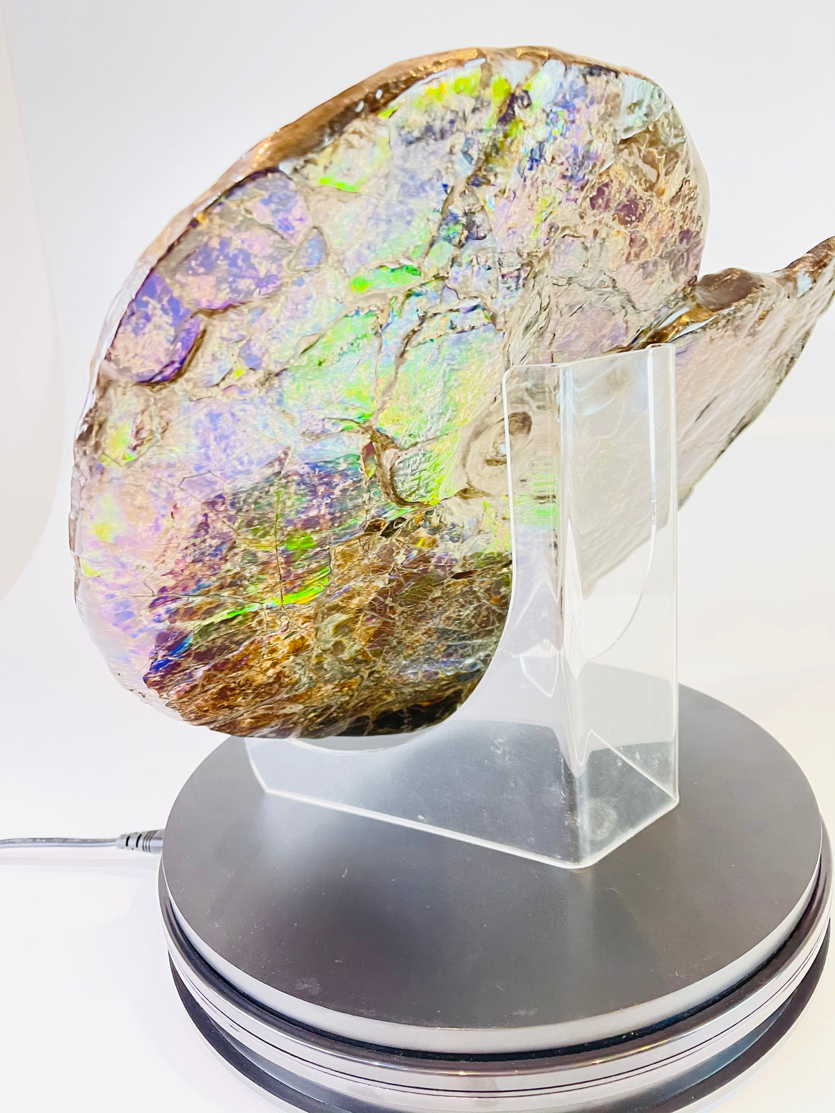Eddie the Ammolite