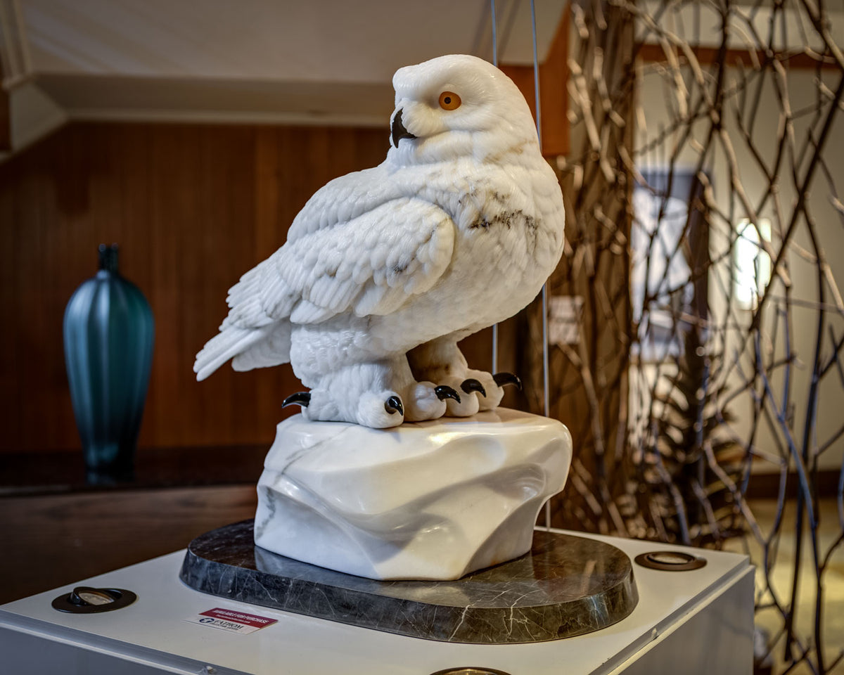 Snowy Owl