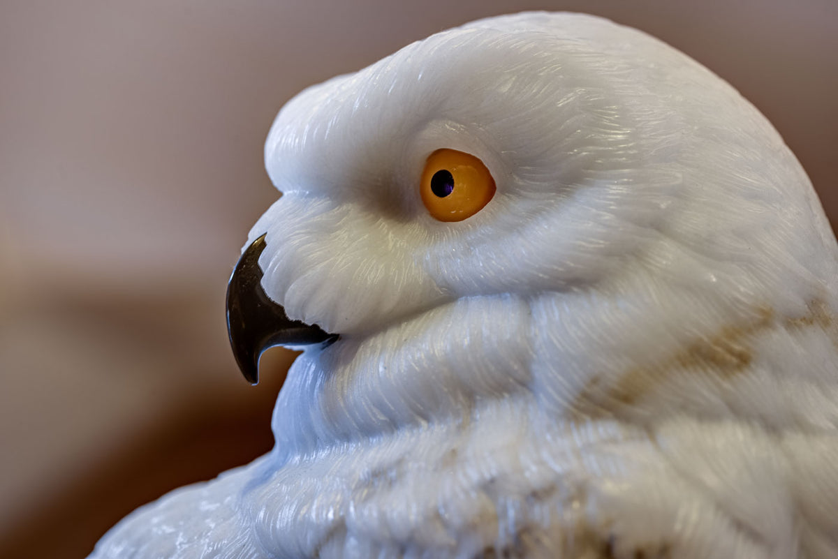 Snowy Owl