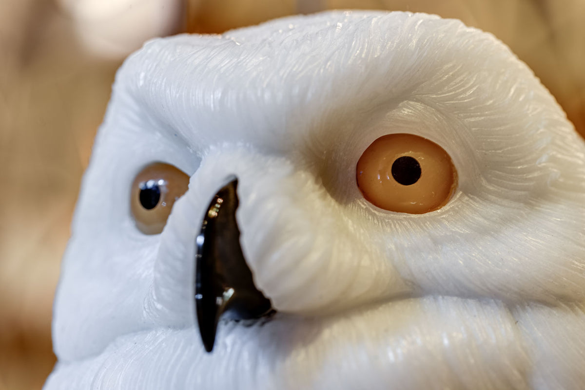 Snowy Owl