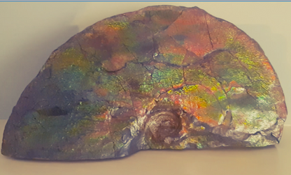 SOLD - Ammolite Fossil - Blue Zone Rainbow Color