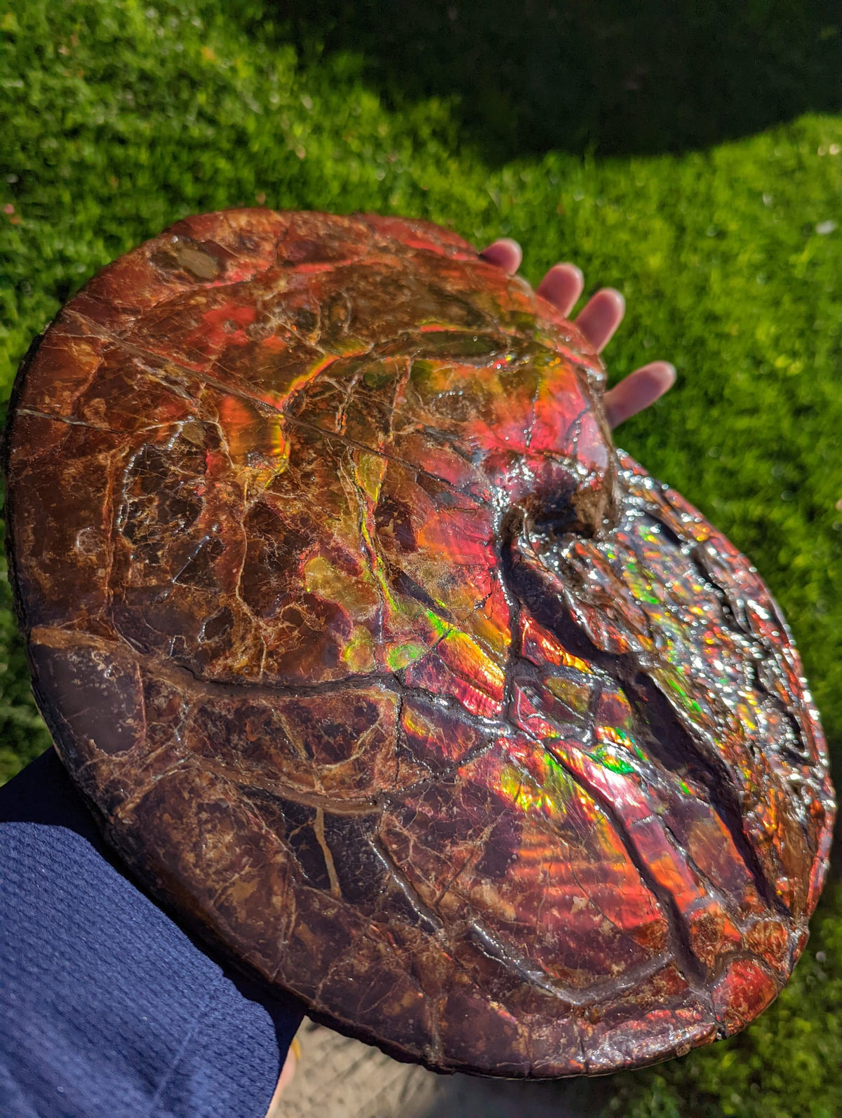 Magic The Ammolite