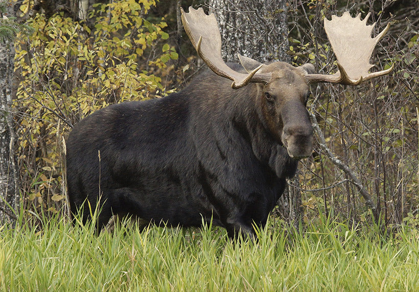 Second Flight - Moose Antler